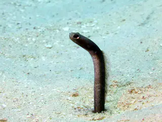 Underwater photograph by Joel Bergsma