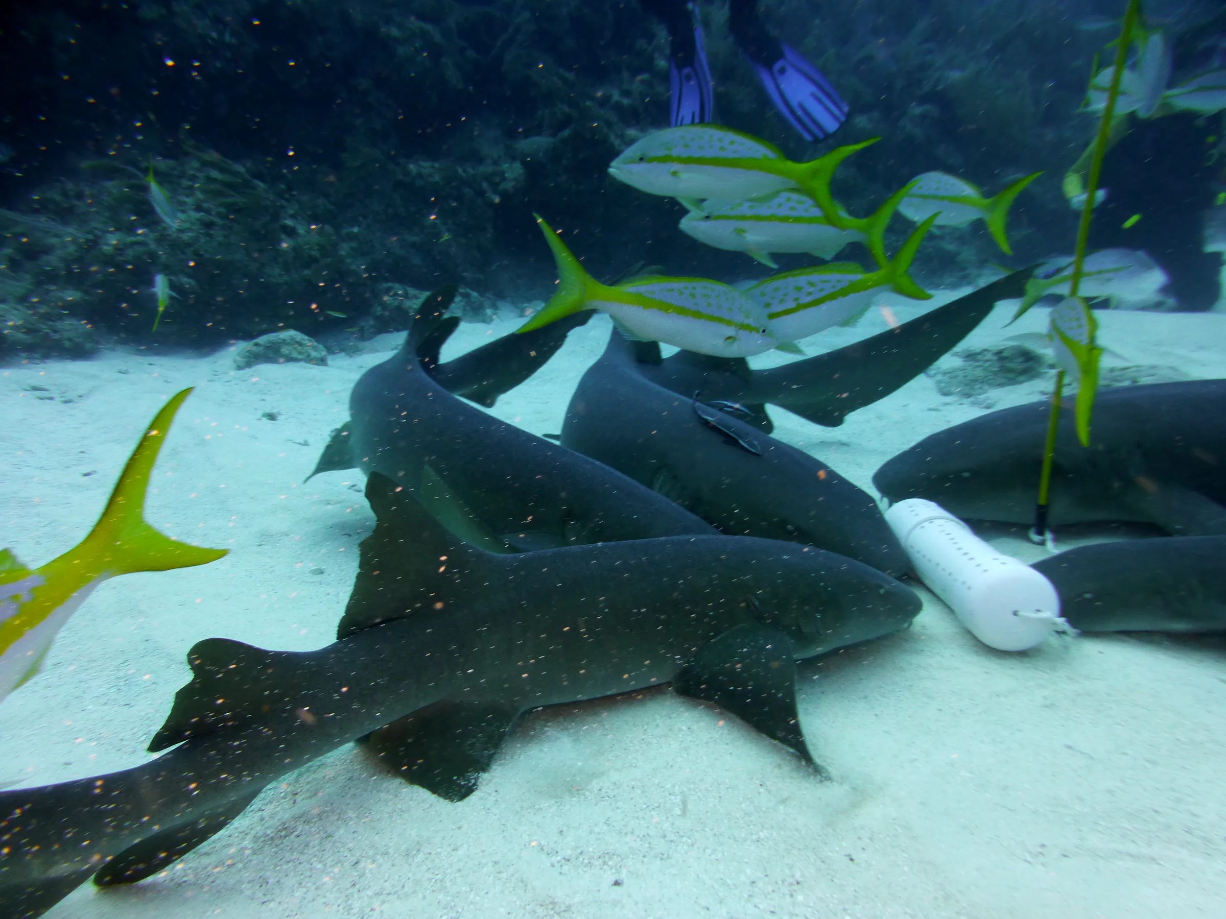 Nurse Shark, Belize, 2017