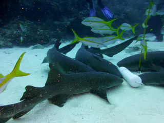 Underwater photograph by Joel Bergsma