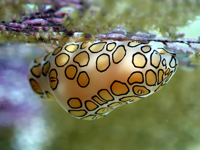 Underwater photograph by Joel Bergsma