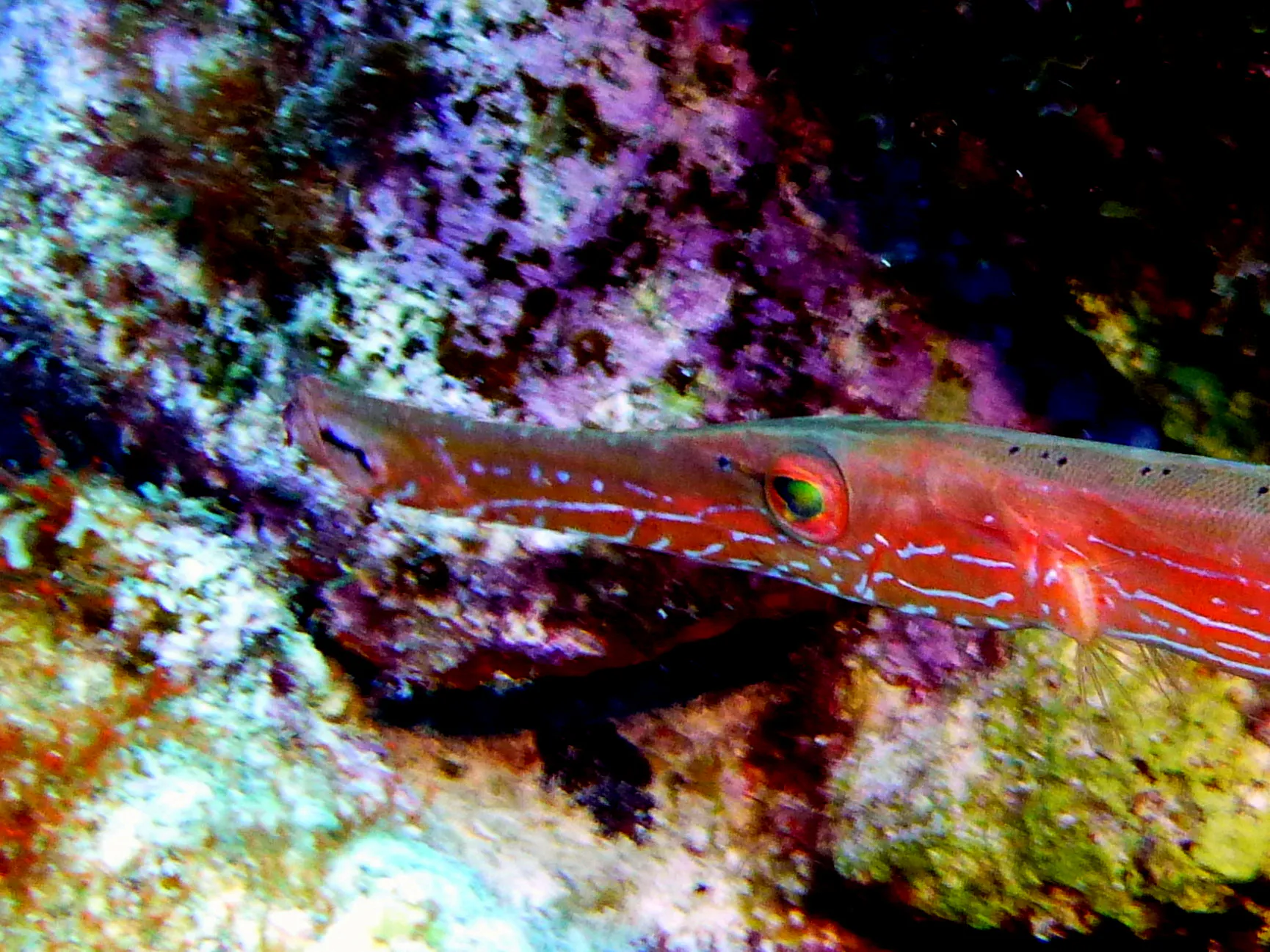 Trumpetfish, Bonaire, 2013