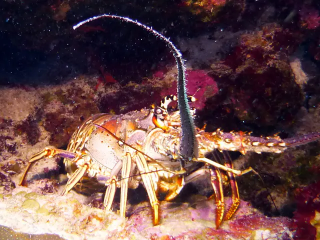Underwater photograph by Joel Bergsma