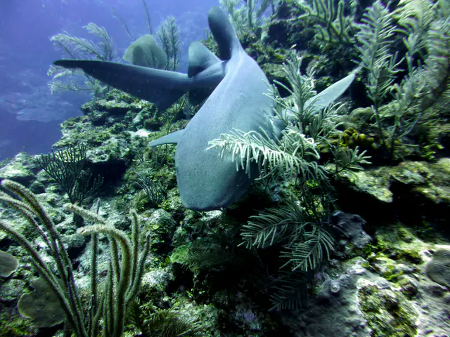 Underwater photograph by Joel Bergsma