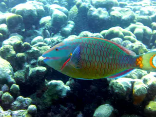 Underwater photograph by Joel Bergsma