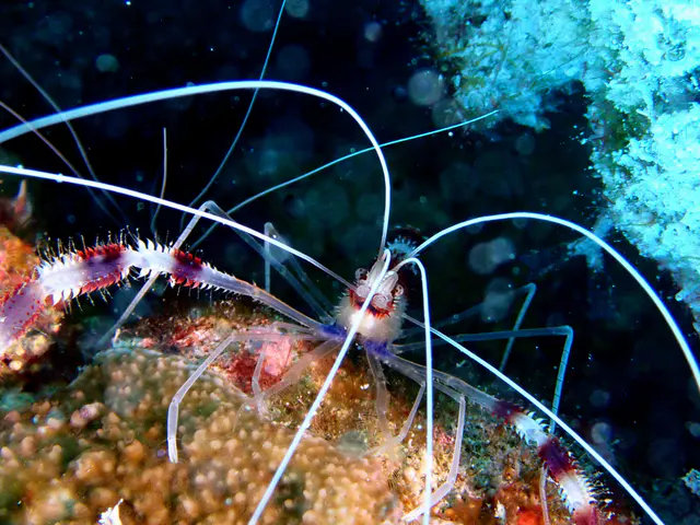 Underwater photograph by Joel Bergsma