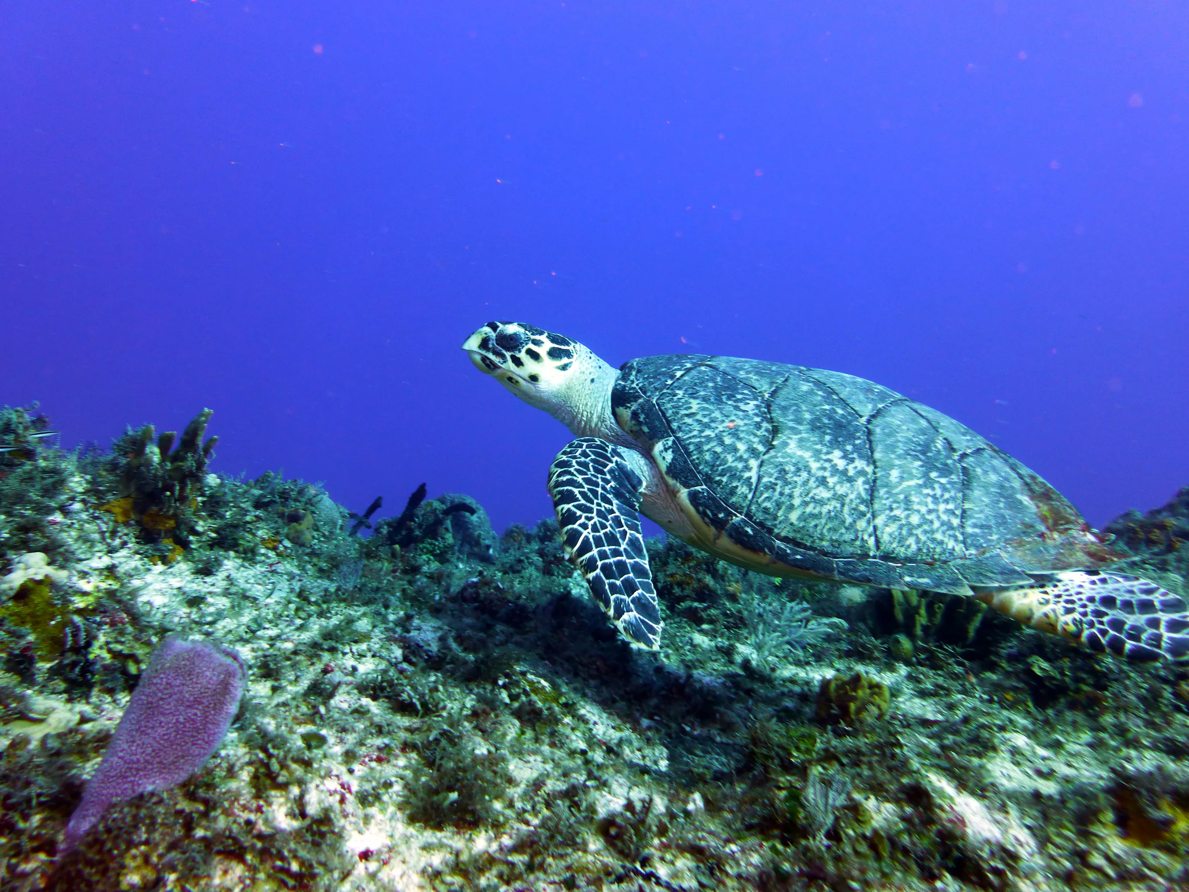 Turtle, Cozumel, 2013