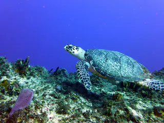 Underwater photograph by Joel Bergsma