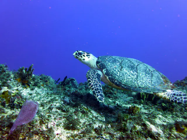 Underwater photograph by Joel Bergsma