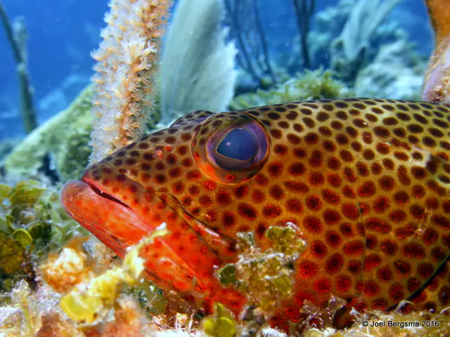 Underwater photograph by Joel Bergsma