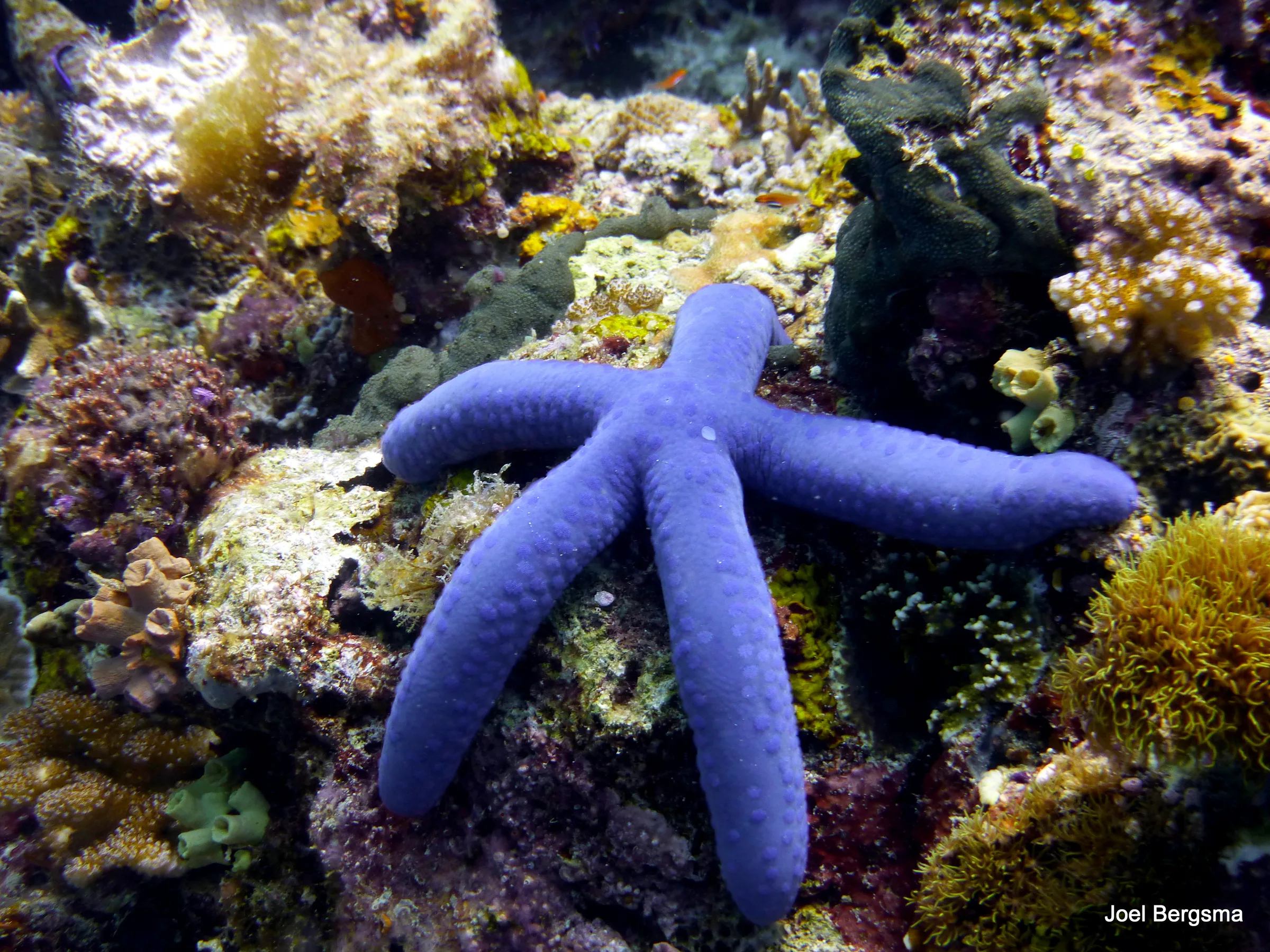 Sea Star, Philippines, 2017