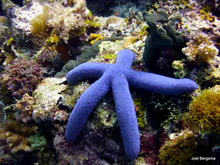 Underwater photograph by Joel Bergsma