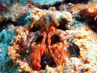 Underwater photograph by Joel Bergsma