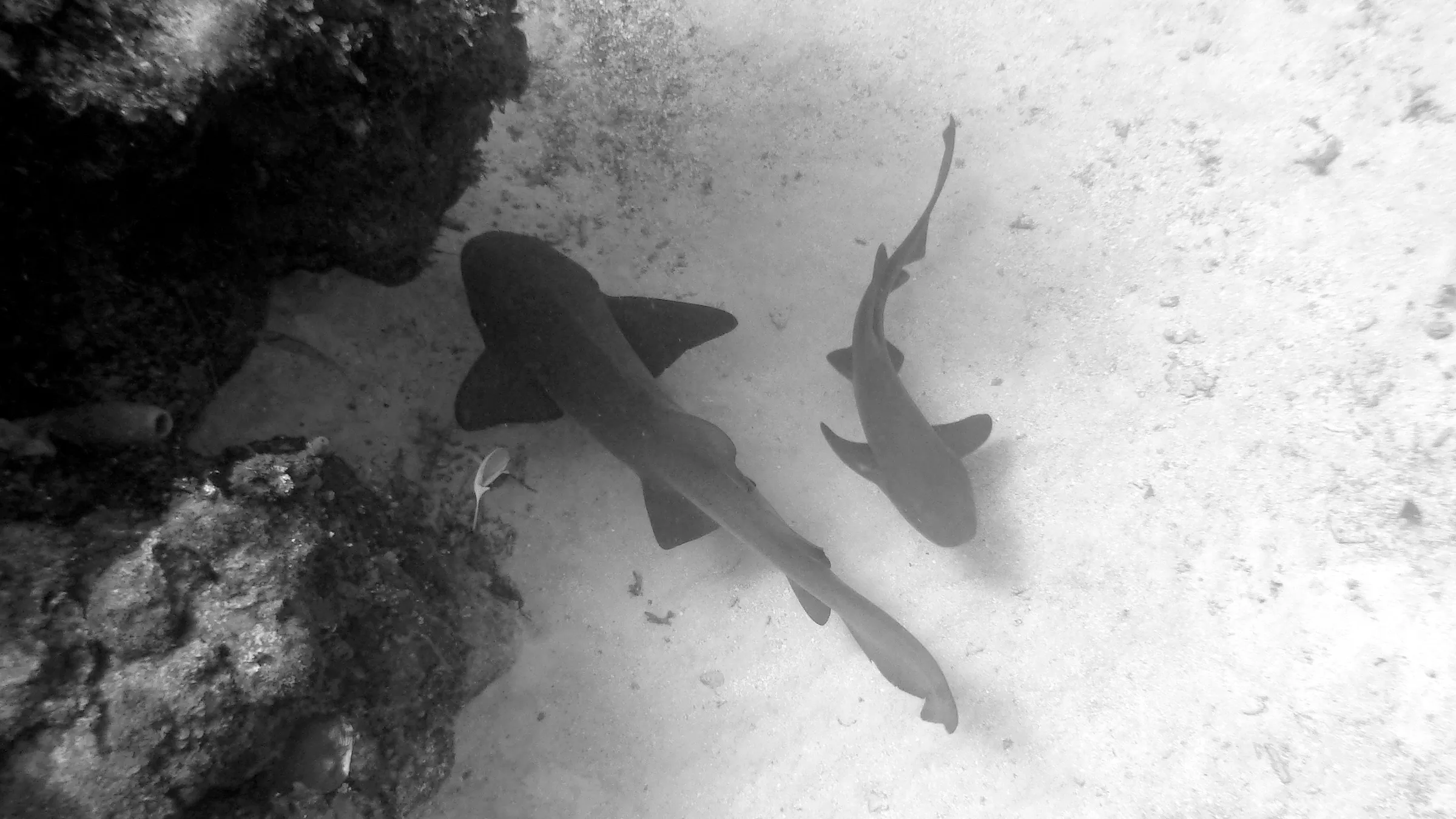 Nurse Shark, Belize, 2017