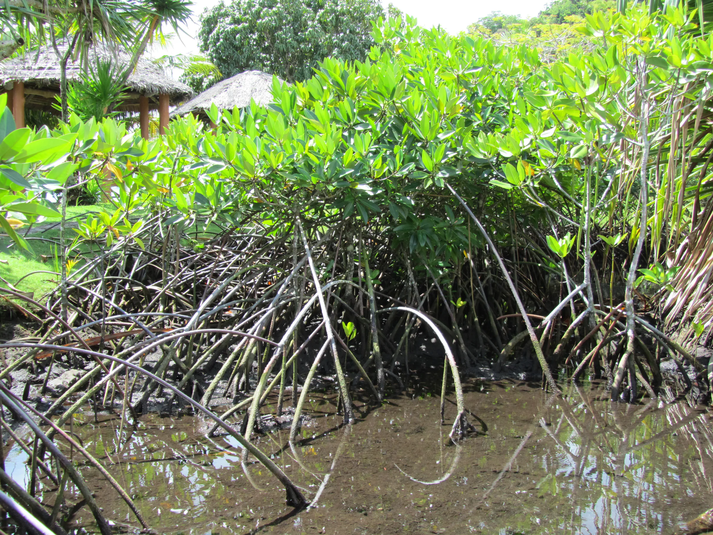 Mangrove swamp exhibit at the international coral reef center.