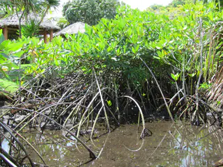Mangrove swamp exhibit at the international coral reef center.