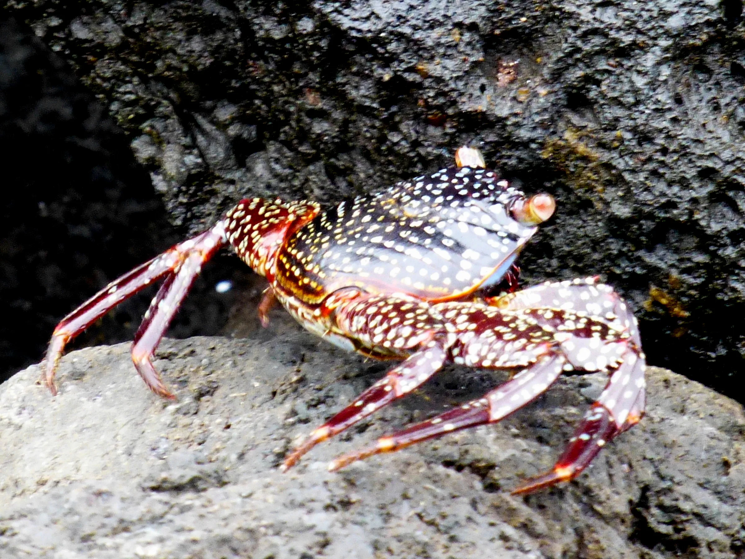 Sally Lightfoot Crab scrambles on lava rock in front of the Lodge on Floreana