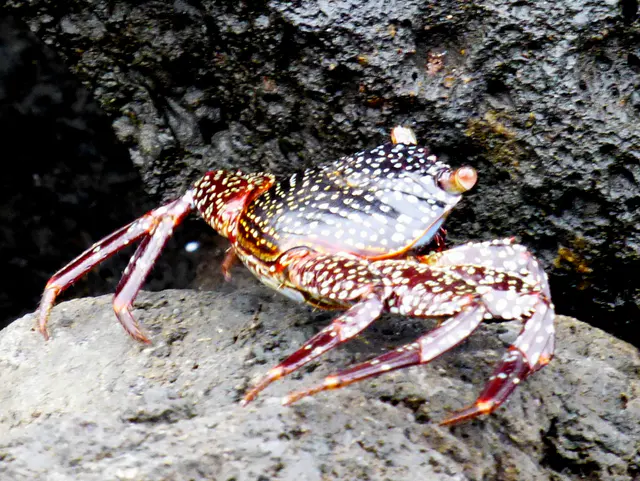 Sally Lightfoot Crab scrambles on lava rock in front of the Lodge on Floreana