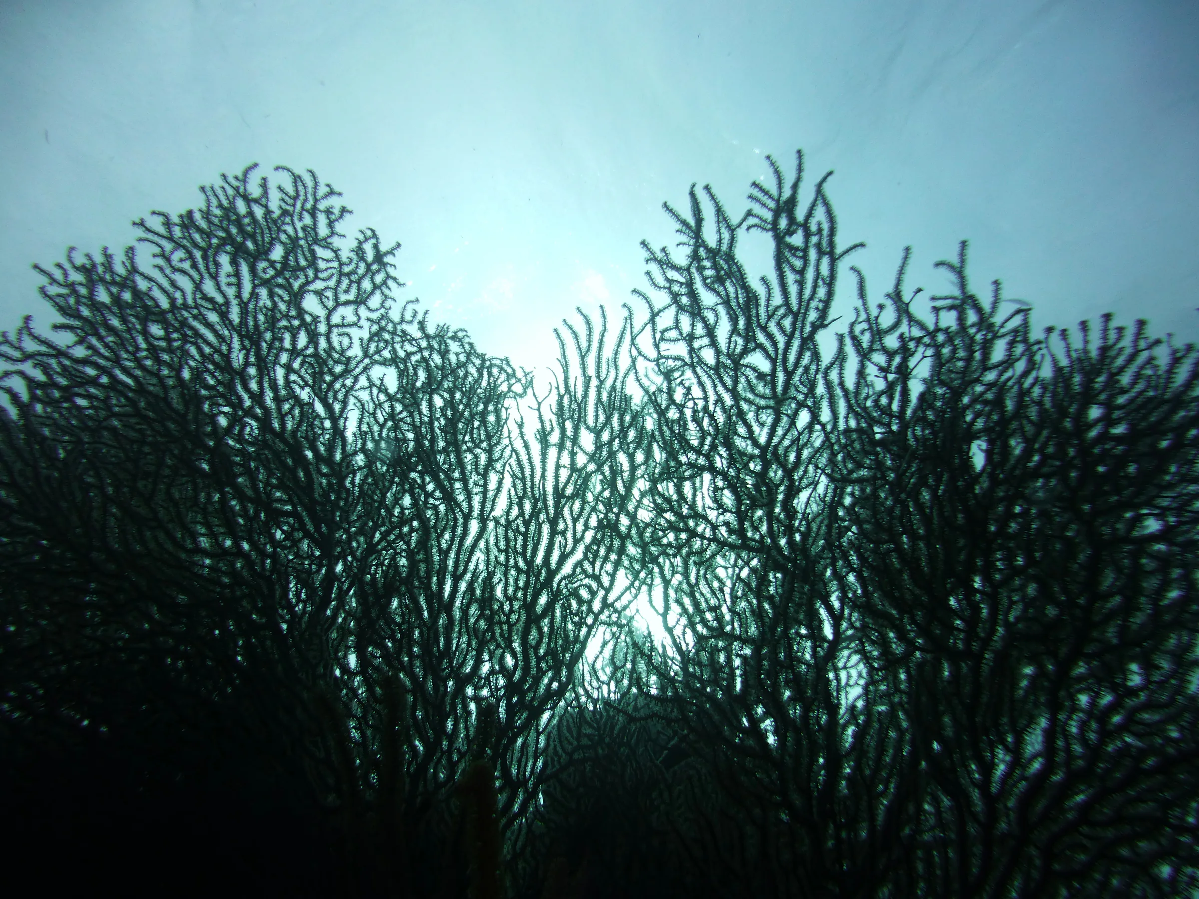 Belize underwater photograph, 2017