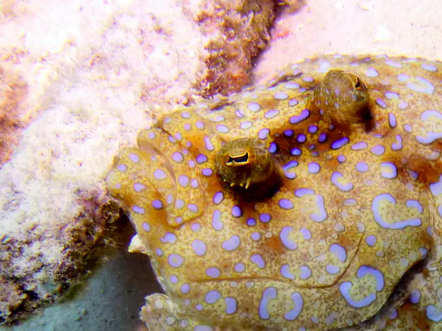 Underwater photograph by Joel Bergsma