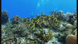 Underwater photograph by Joel Bergsma
