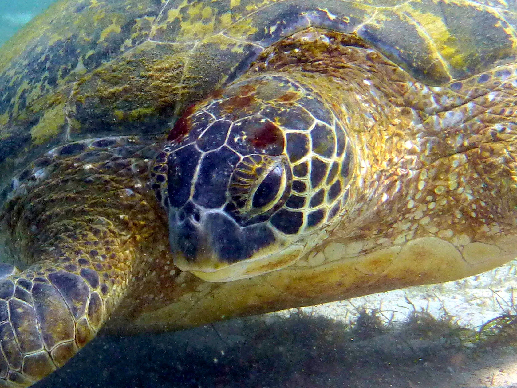 Turtle, Philippines, 2014