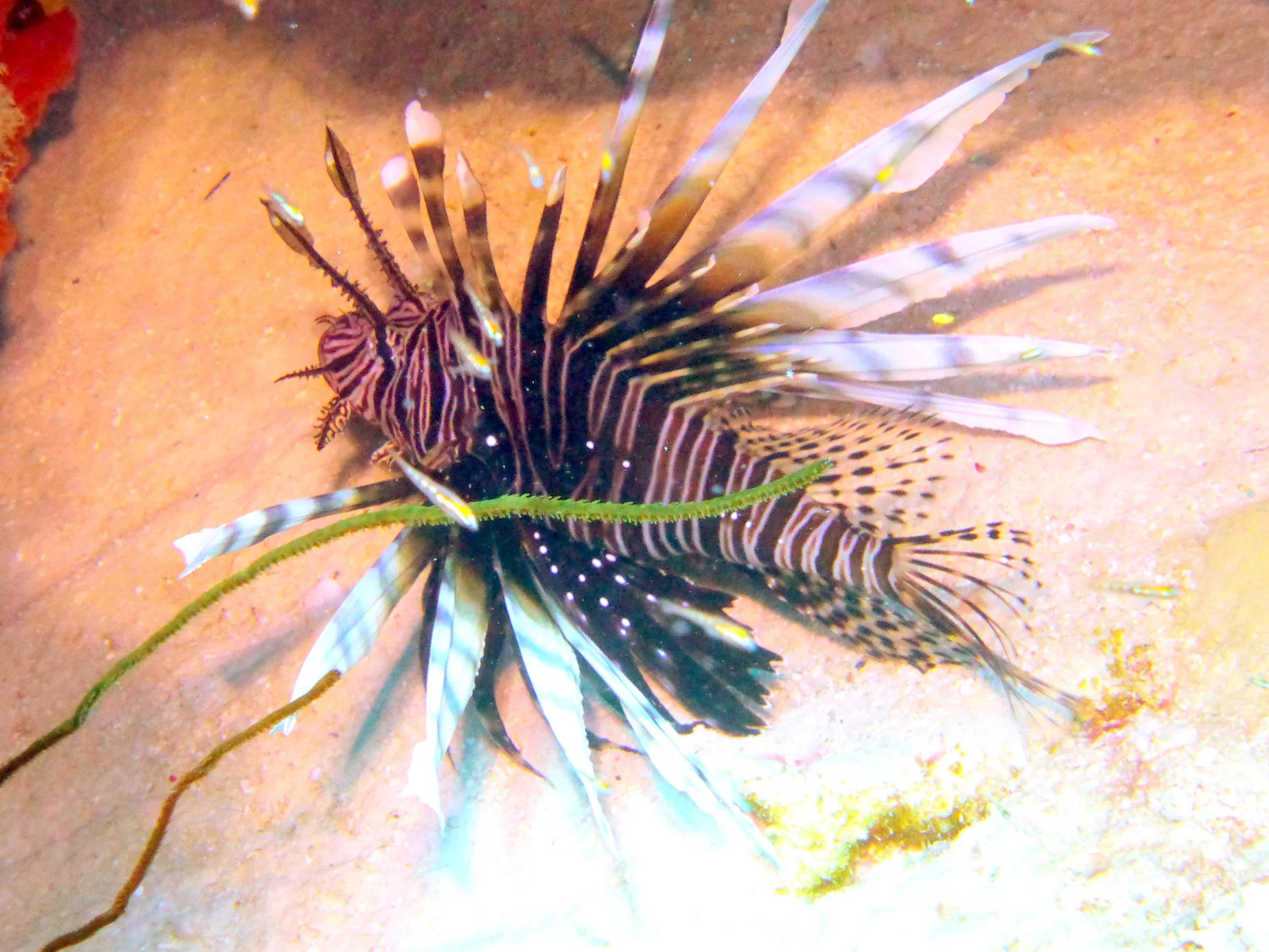 Lionfish, Bonaire, 2013