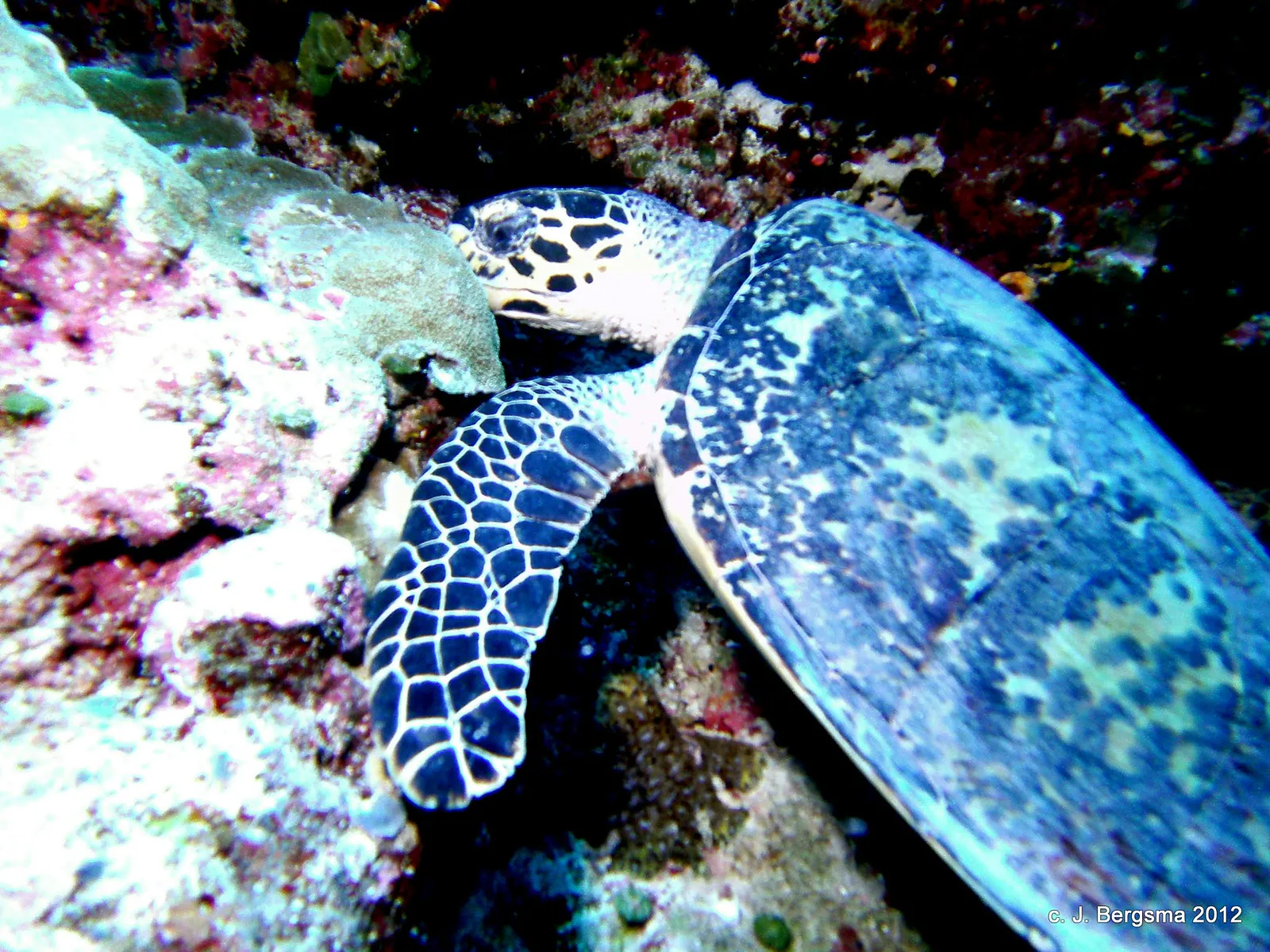2012-02-05 Dives (52).JPG