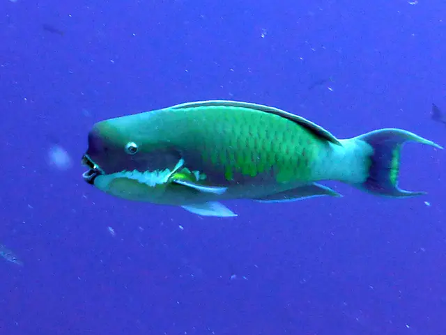 Steephead Parrotfish.   Gerald Allen, et al, Reef Fish Identification - Tropical Pacific (2003) at page 177.
