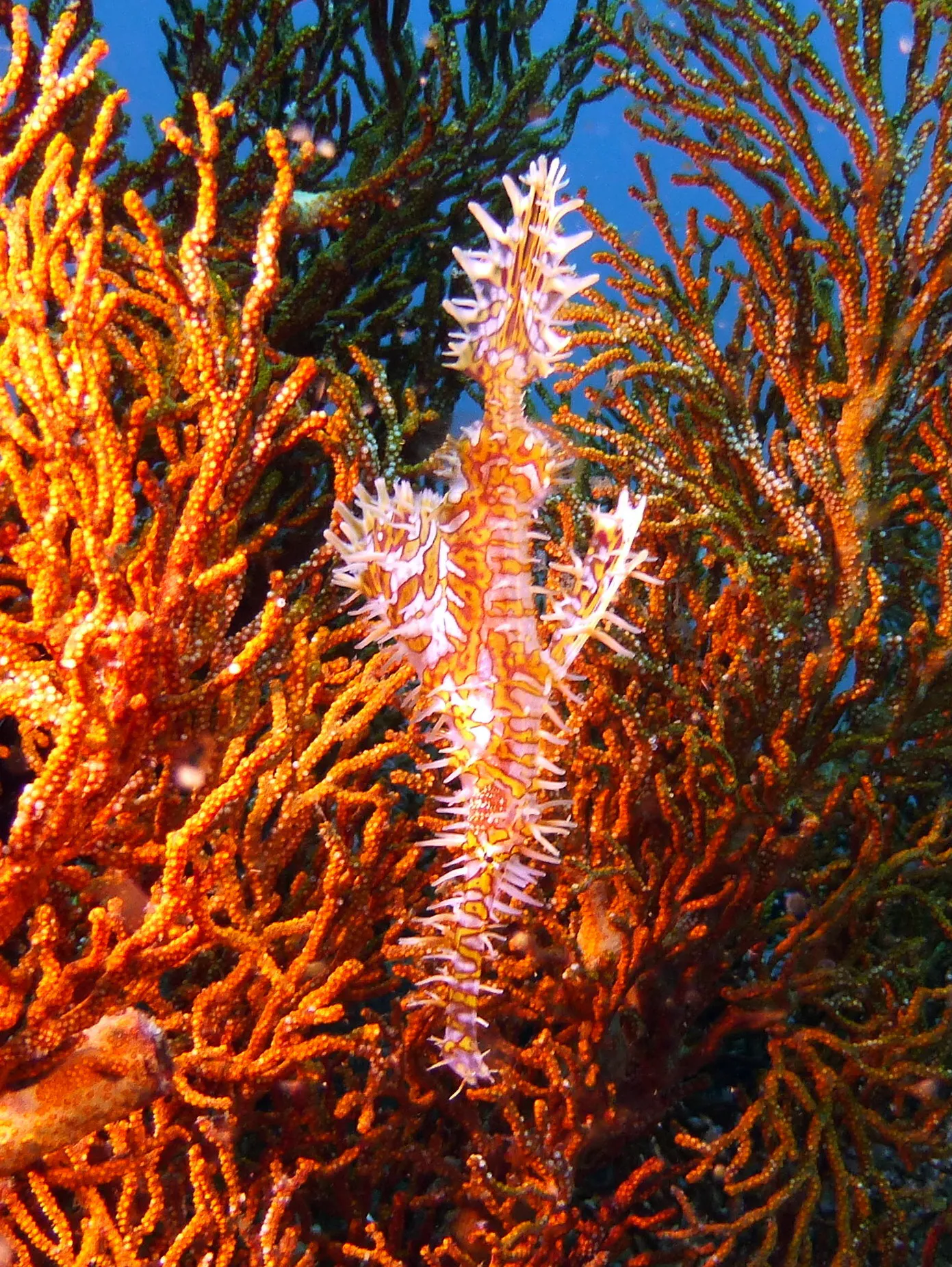 Ornate Ghost Pipefish, Philippines, 2014