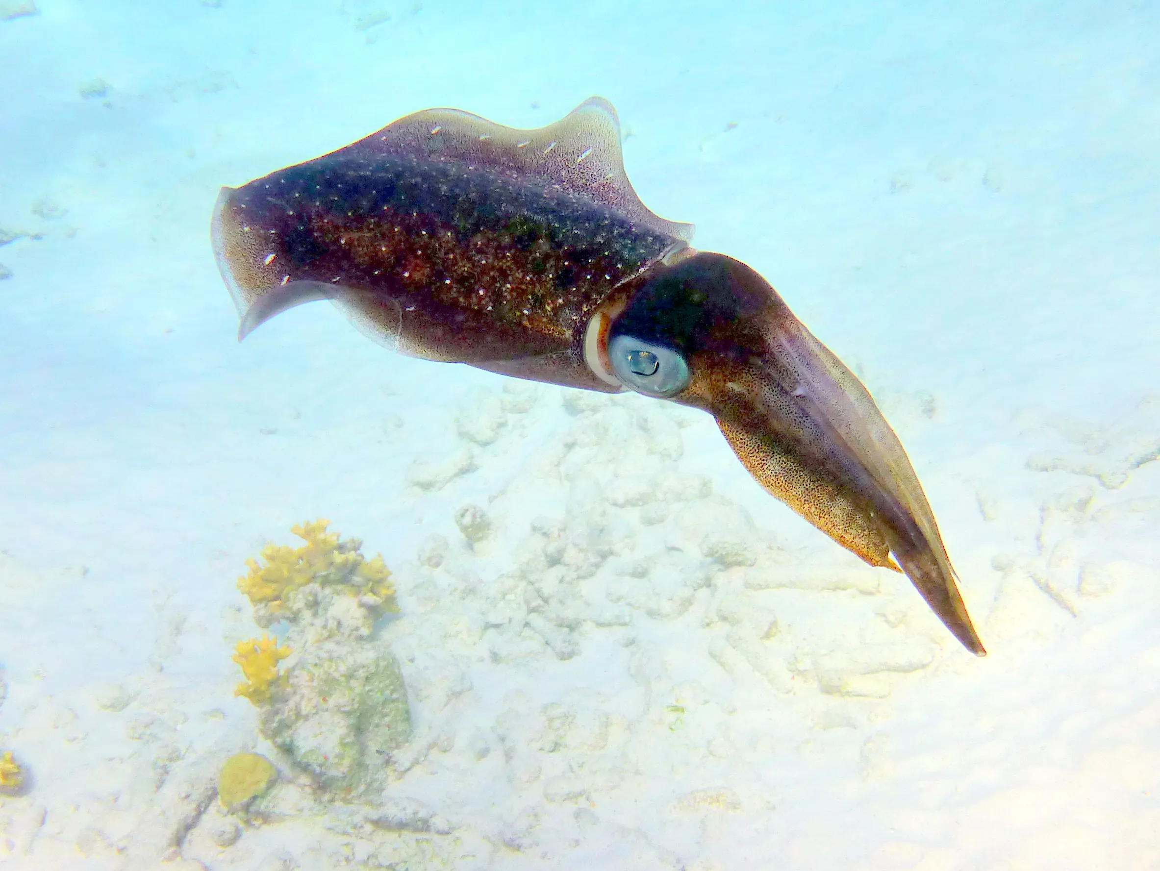 Reef Squid, Bonaire, 2013