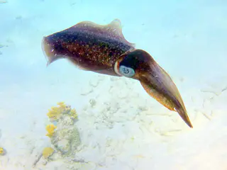 Underwater photograph by Joel Bergsma