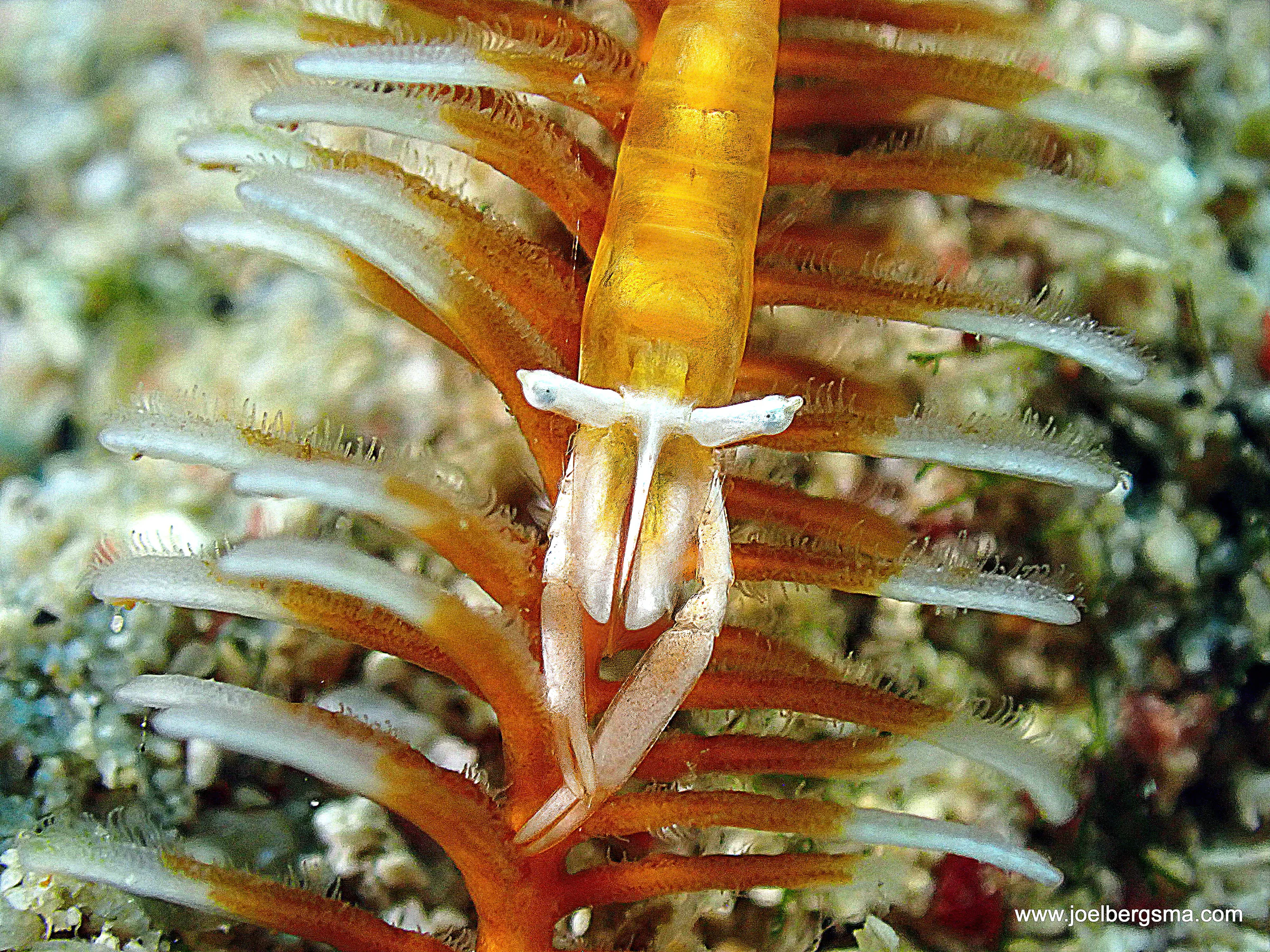 Philippines underwater photograph, 2022