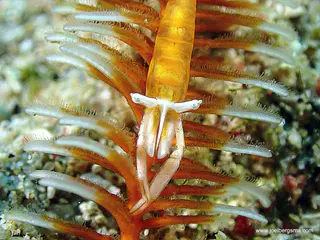 Underwater photograph by Joel Bergsma