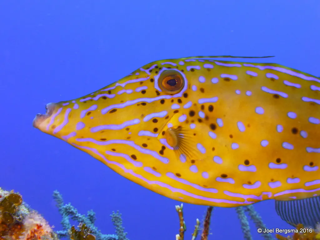 Filefish, Cayman Islands, 2016