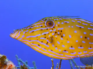 Underwater photograph by Joel Bergsma