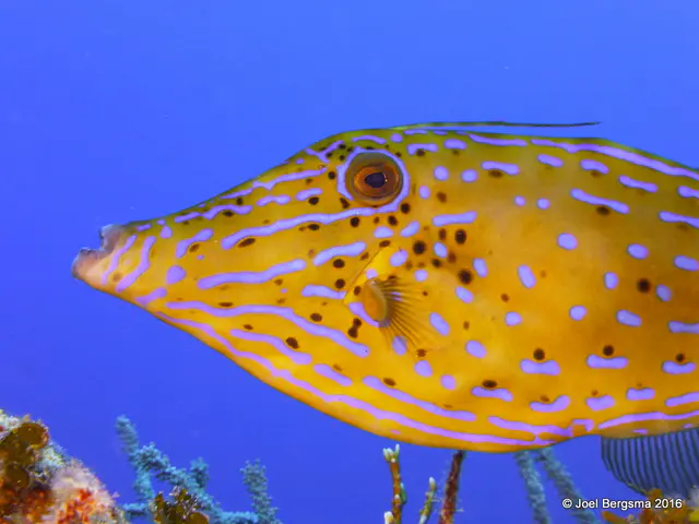 Underwater photograph by Joel Bergsma