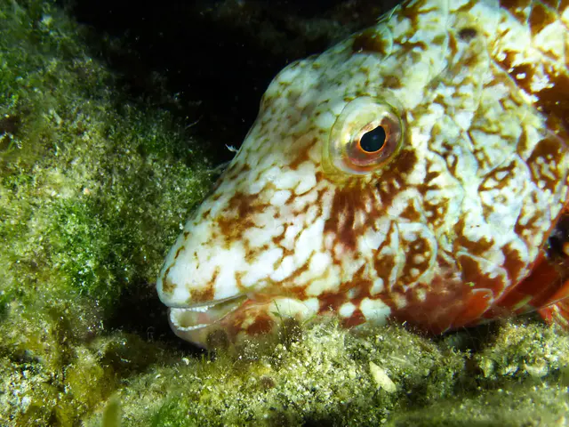 Underwater photograph by Joel Bergsma