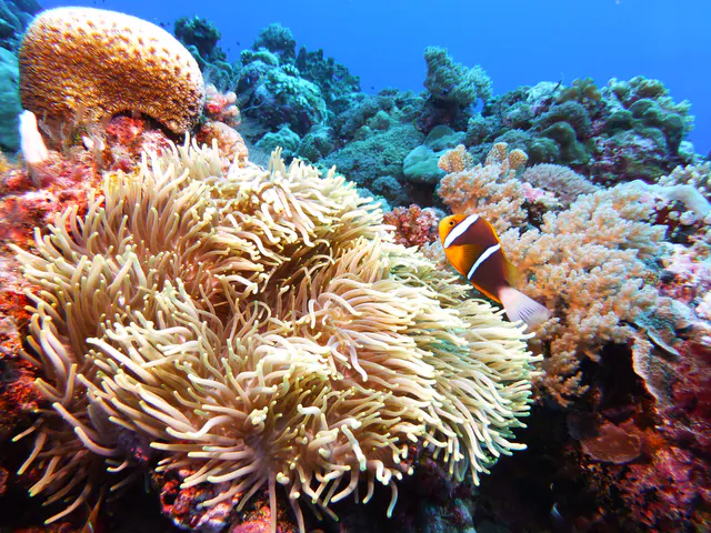 Orange-Finned Anemonefish.  See Gerald Allen, et al, Reef Fish Identification - Tropical Pacific (2003) at page 64.