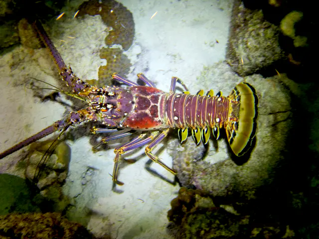 Underwater photograph by Joel Bergsma