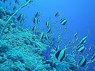 Close-up video of Moorish Idols descending the reef wall.