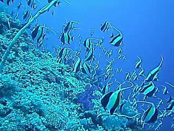 Close-up video of Moorish Idols descending the reef wall.