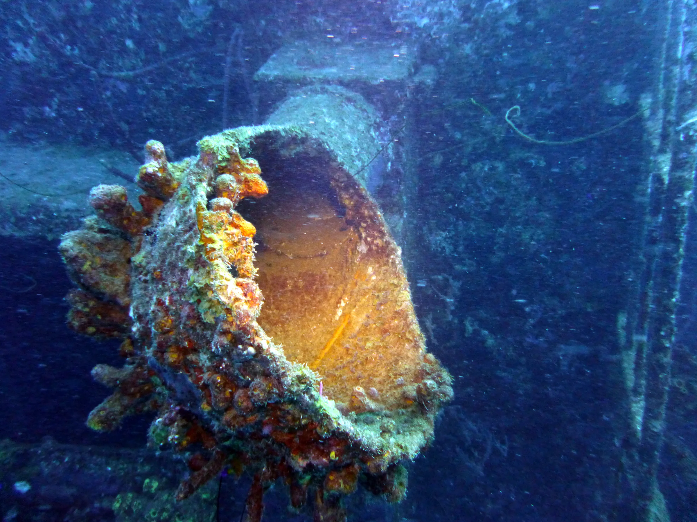Bonaire underwater photograph, 2013