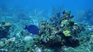 Blue Tang