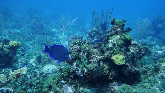 Blue Tang