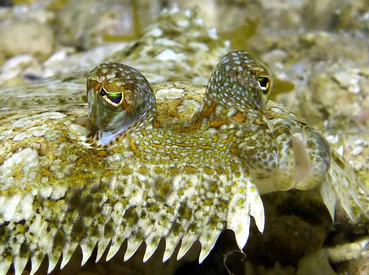 Flounder, Cozumel, 2014