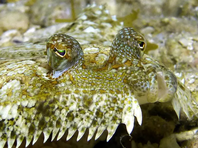 Underwater photograph by Joel Bergsma