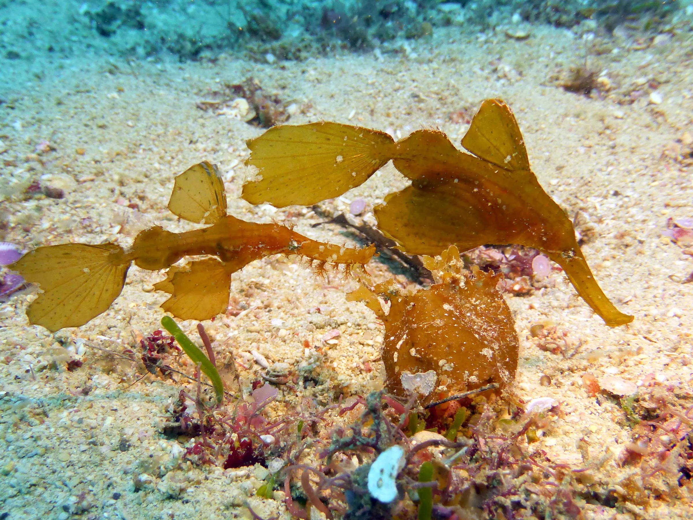 Pipefish, Philippines, 2014