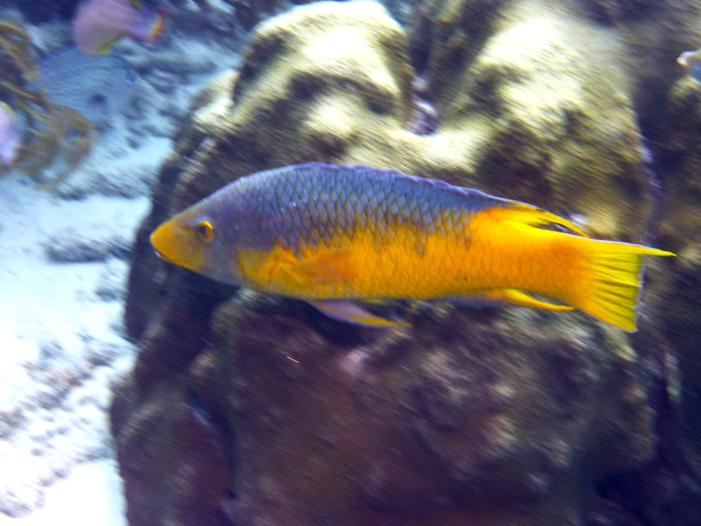 Spanish Hogfish, Bonaire, 2013