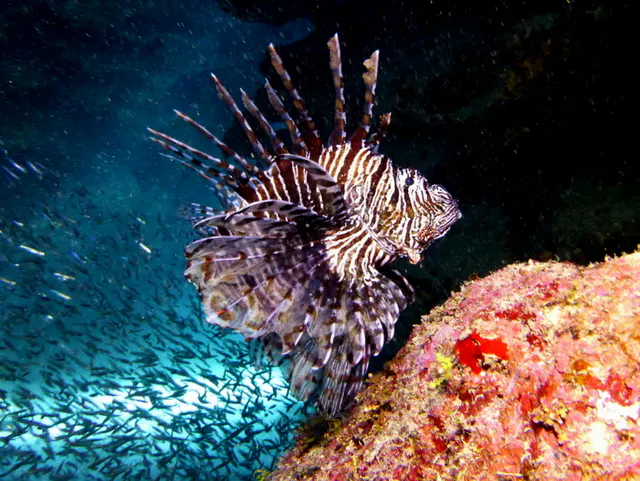 Underwater photograph by Joel Bergsma