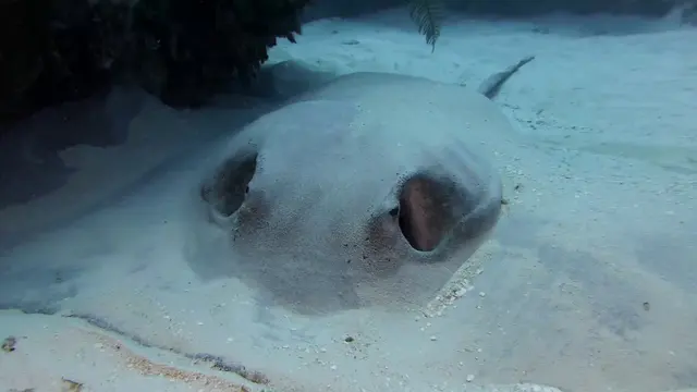 Caribbean Whiptail Stingray